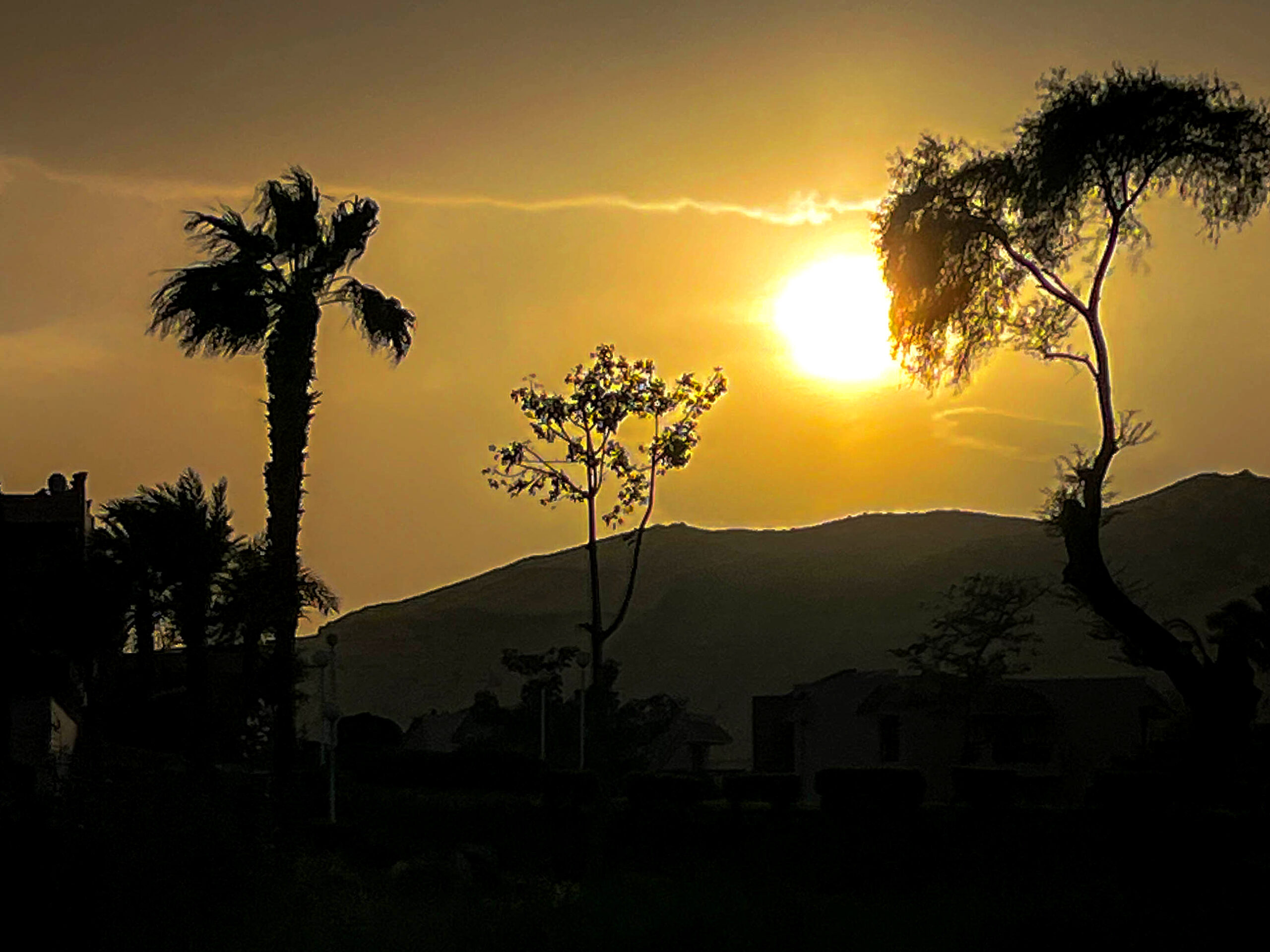 Palm trees before sunset at 6 p.m.
